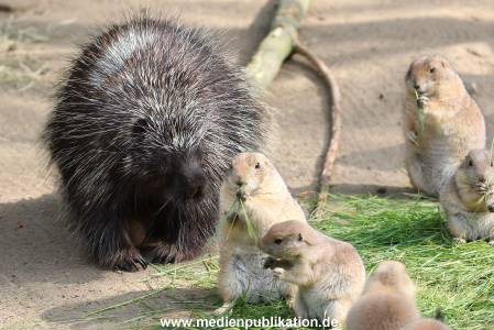 Hagenbeck 31052015 006