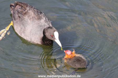 Hagenbeck 01082015 010