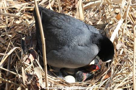 Hagenbeck 07042015 003