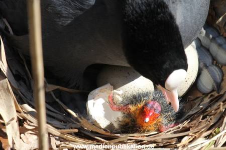 Hagenbeck 07042015 004