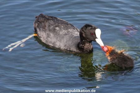 Hagenbeck 07062015 011