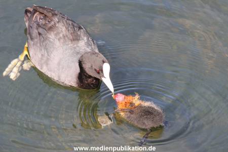 Hagenbeck 07062015 013