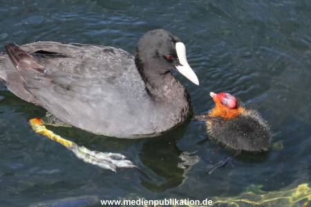 Hagenbeck 07062015 014