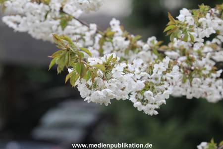 Hagenbeck 11042014 004