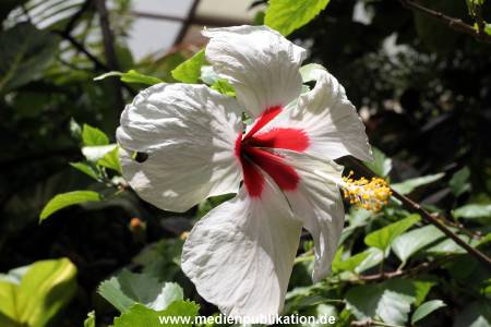 Palmitos Park GC2013 078