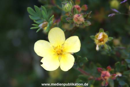 amrum 2001 030