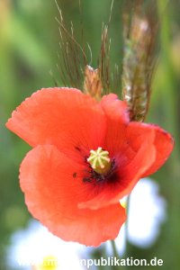 amrum 2001 031