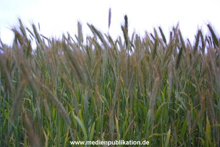 amrum 2001 033