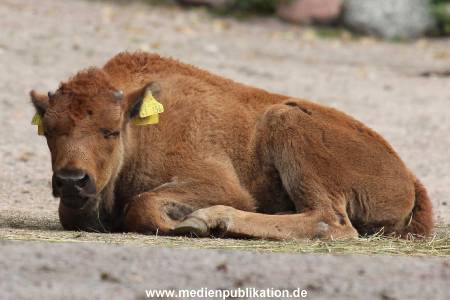 Hagenbeck 01082015 053