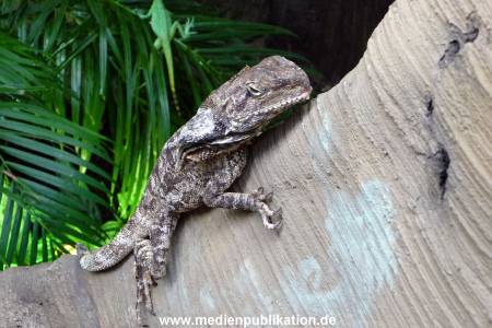 Hagenbeck Archiv 07042009 020