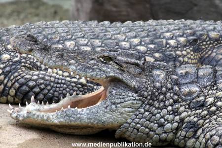 Hagenbeck Archiv 07042009 033