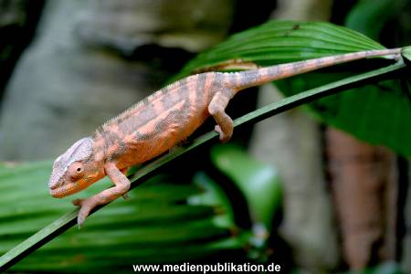 Hagenbeck Archiv 07042009 045