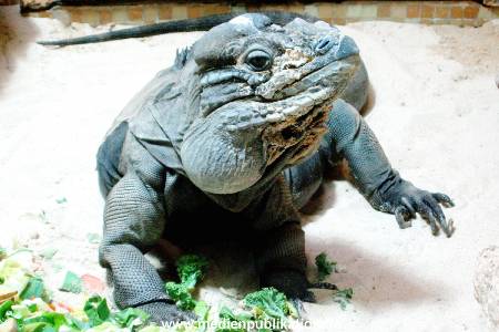 Hagenbeck Archiv 07042009 048