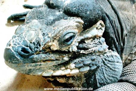 Hagenbeck Archiv 08032009 013