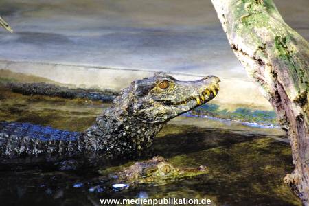 Hagenbeck Archiv 08032009 025