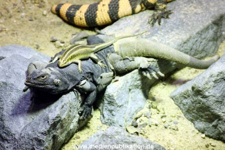 Hagenbeck Archiv 23052009 012