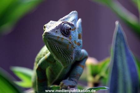 Hagenbeck Fruehling 12042012 008