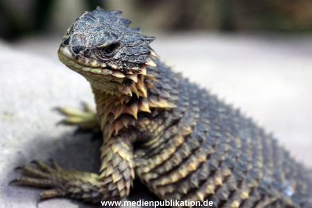 Hagenbeck Fruehling 12042012 009