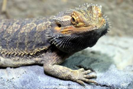 Hagenbeck Fruehling 12042012 014