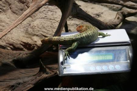 Hagenbeck Inventur 29122009 003