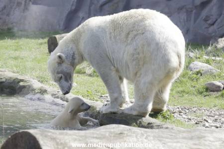 Eisbaeren 16042018 001