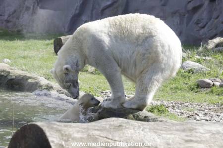 Eisbaeren 16042018 002
