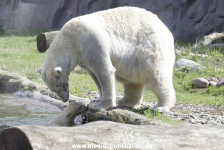 Eisbaeren 16042018 003