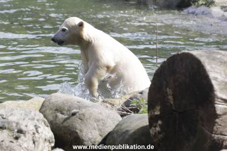 Eisbaeren 16042018 004