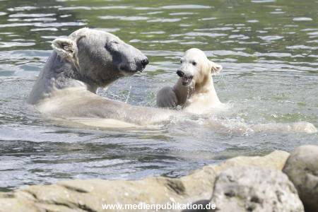 Eisbaeren 16042018 006