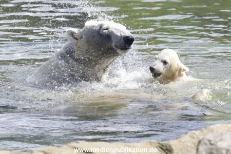 Eisbaeren 16042018 007