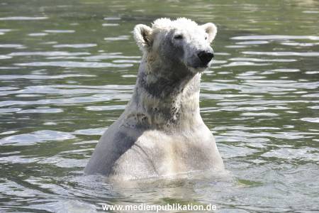 Eisbaeren 16042018 008