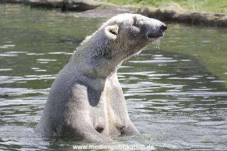 Eisbaeren 16042018 012