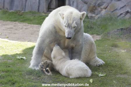 Eisbaeren 16042018 014