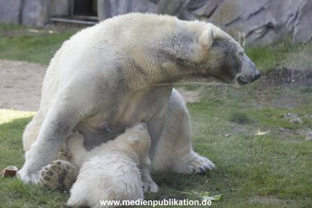 Eisbaeren 16042018 015