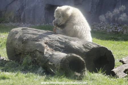 Eisbaeren 16042018 020