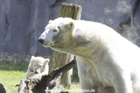 Eisbaeren 16042018 021