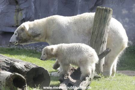 Eisbaeren 16042018 023