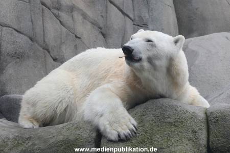 Hagenbeck 06062013 008