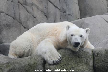 Hagenbeck 06062013 009