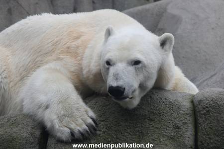 Hagenbeck 06062013 010