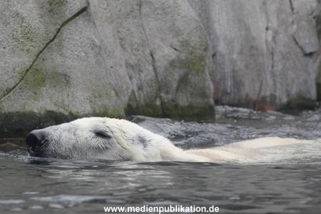 Hagenbeck 06062013 011