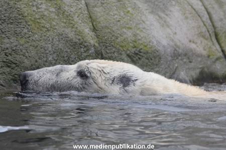 Hagenbeck 06062013 012
