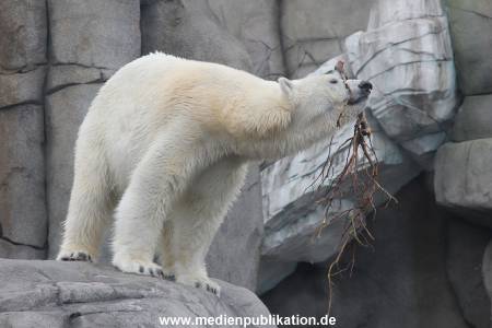 Hagenbeck 06062013 030