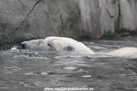 Hagenbeck 06062013 032