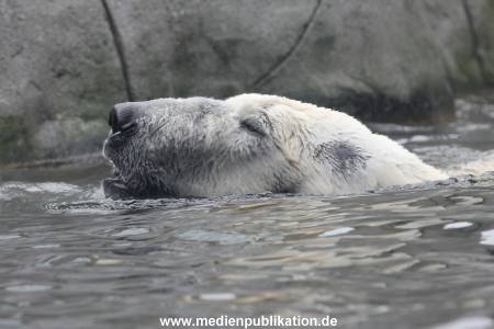 Hagenbeck 06062013 033