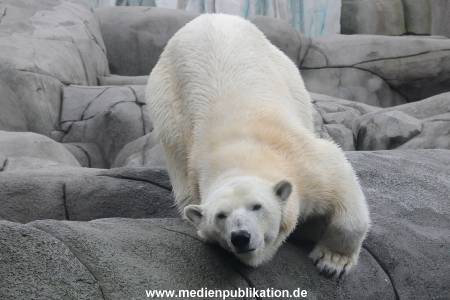 Hagenbeck 06062013 035