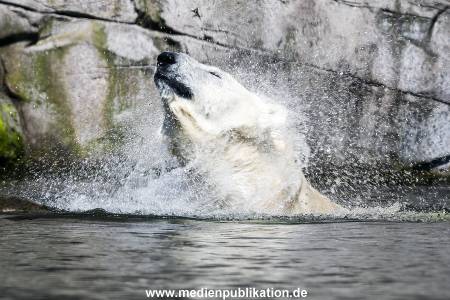 Hagenbeck 09052016 006