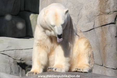 Hagenbeck 25022014 007