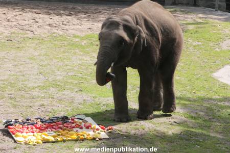 EM Orakel Hagenbeck 08062012 012