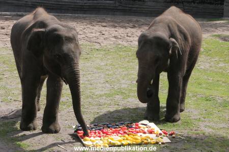 EM Orakel Hagenbeck 08062012 014
